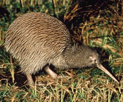 North Island Brown Kiwi